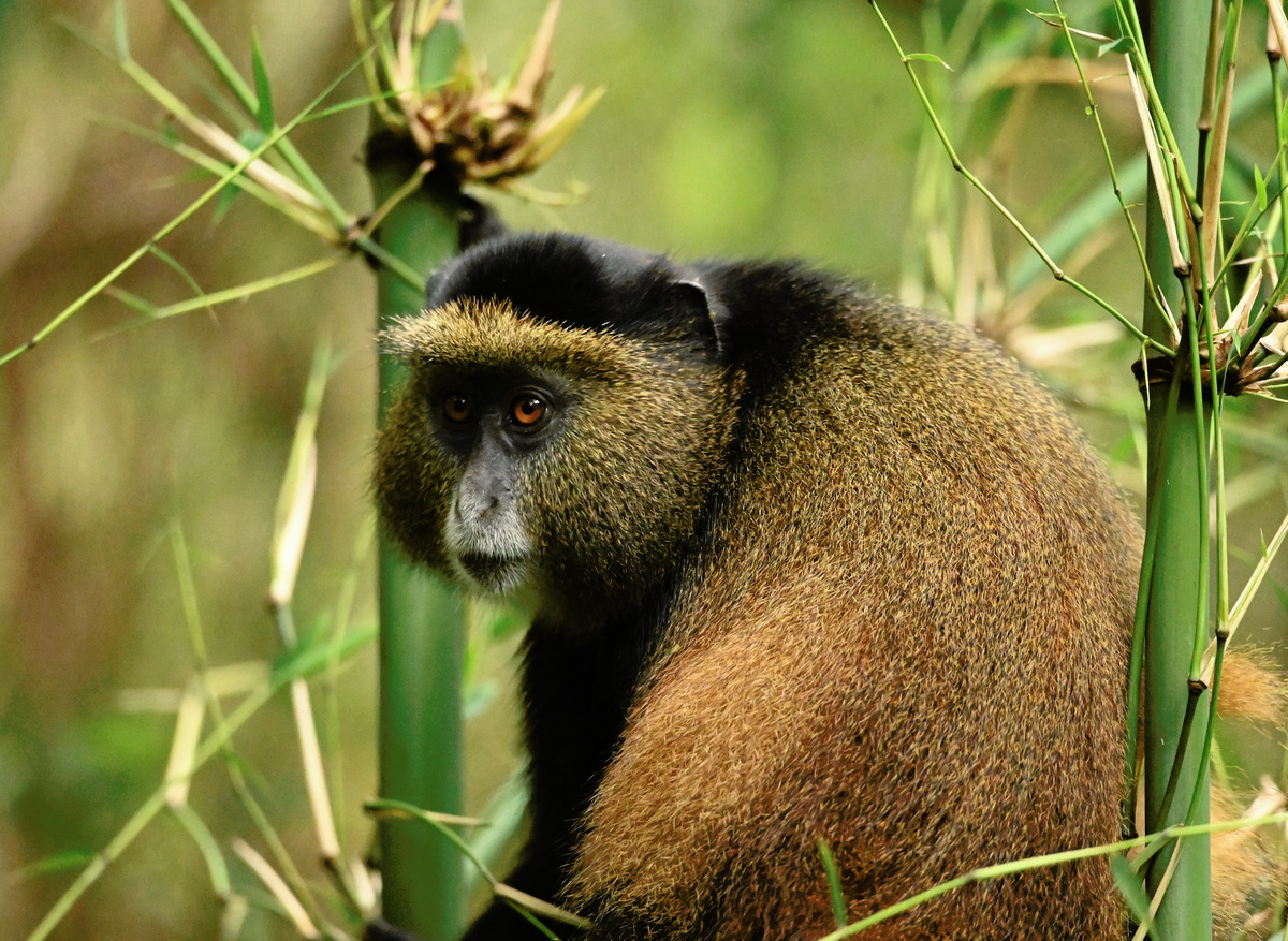 Golden Monkey Encounter in Mgahinga, Uganda