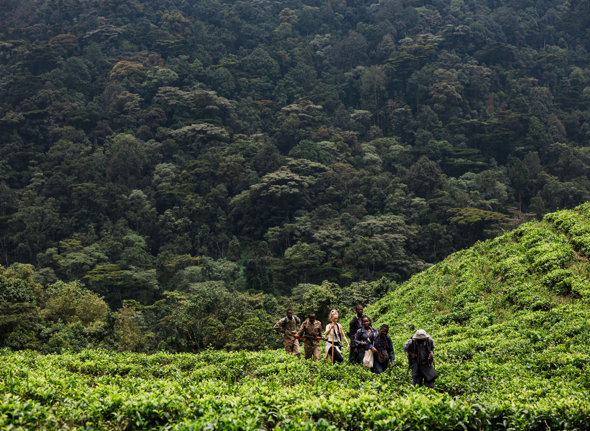 Gorilla Trekking.jpg