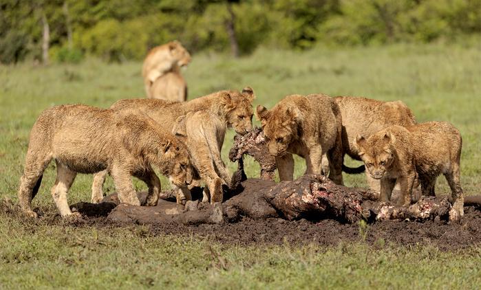Ol+Kinyei+Lions.+Photo+by+Ann+Aveyard.jpg