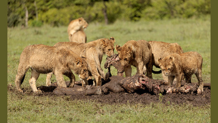 Ol+Kinyei+Lions.+Photo+by+Ann+Aveyard.jpg