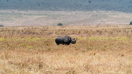 Black Rhino in Serengeti.jpg