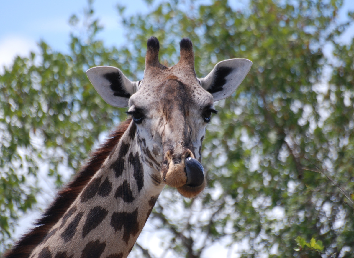 Tim H Giraffe Ruaha.jpg