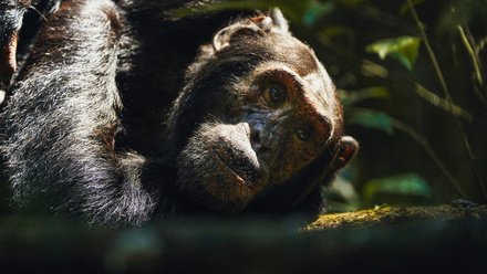 18-kibale-lodge-chimpanzee-tadevs-vs08183-6.jpg