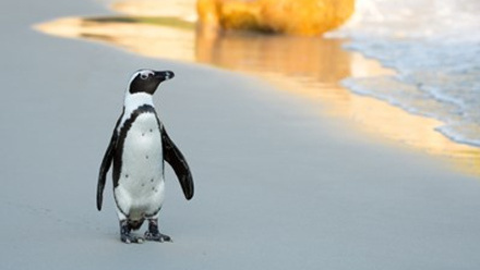 bigstock-African-Penguin-On-The-Beach-97707542-1024x683.jpg