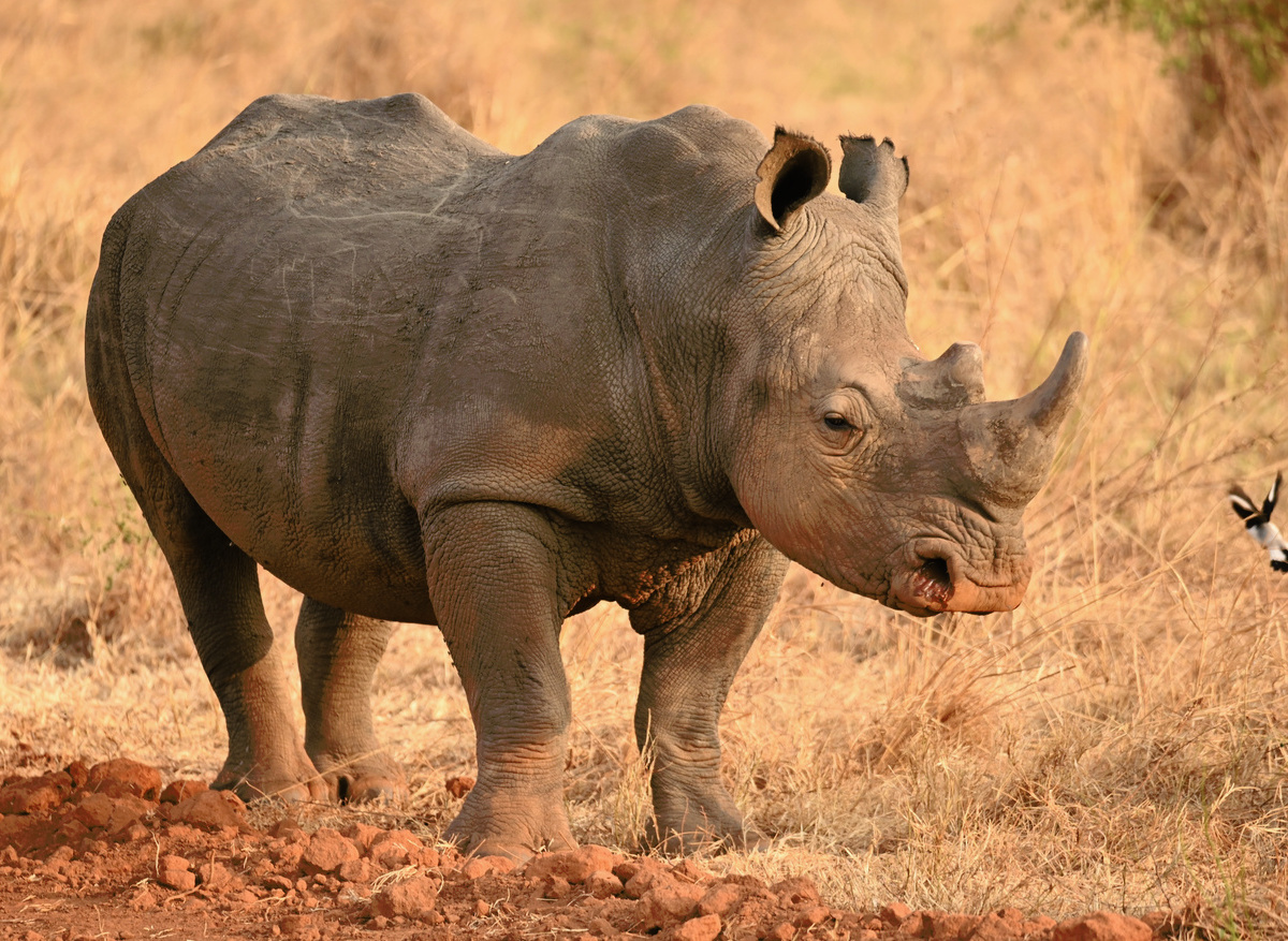 Rhino Conservation Success in Akagera National Park