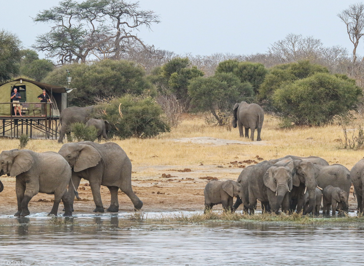 Jozibanini Camp - elephants at Steve's pan