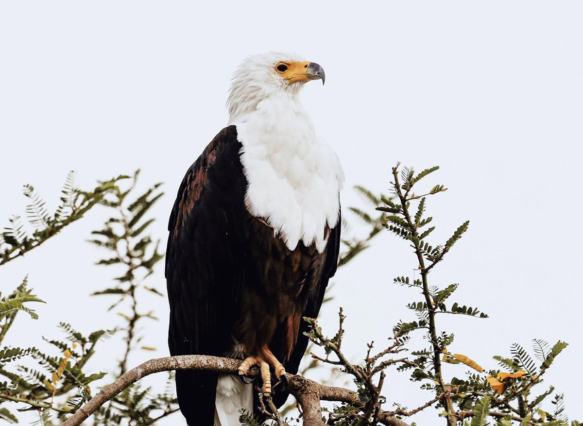 WhatsApp Image 2026-02-09 at 11.17.37.jpeg