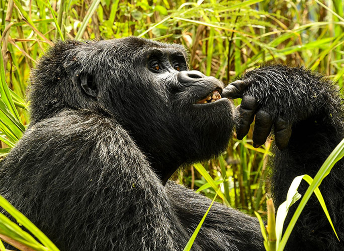 Primate Trekking 19.jpg