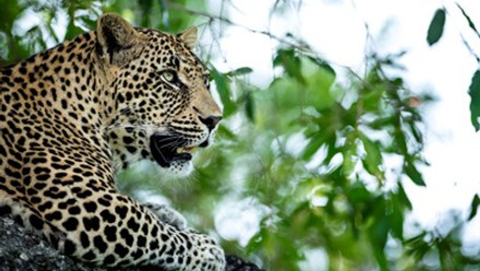Leopard Research4.jpg