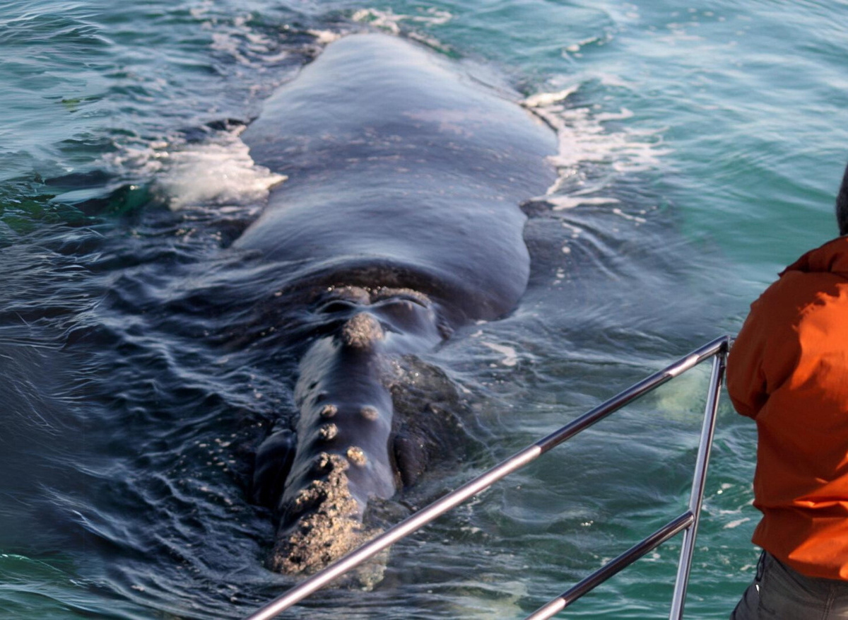 Up Close with a Southern Right Whale