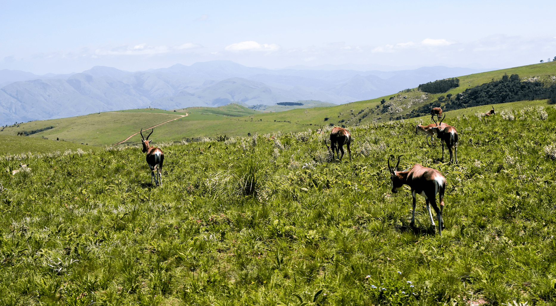 Malolotja Nature Reserve.png 1