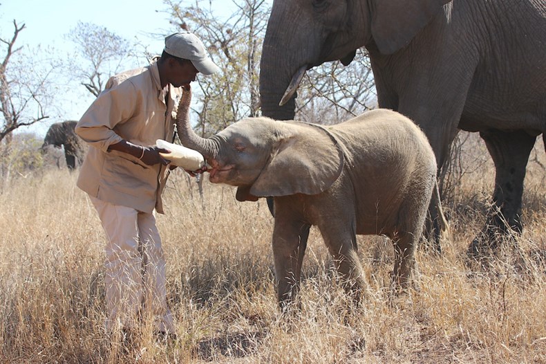 ATTA :: AN UPDATE: Albino elephant calf, Khanyisa is accepted into a herd  of her own at HERD & Jabulani