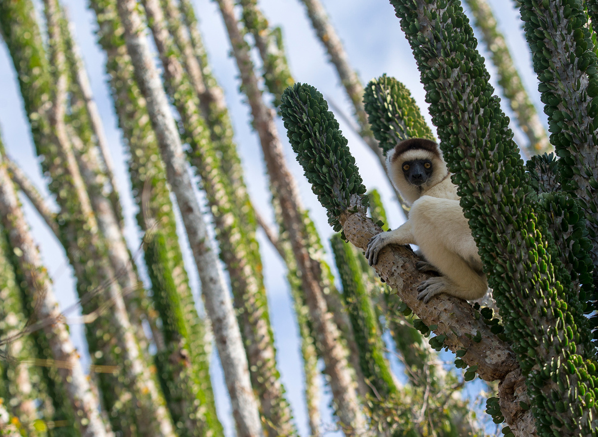 Mandrare River Camp - Forest Walks (2).jpg