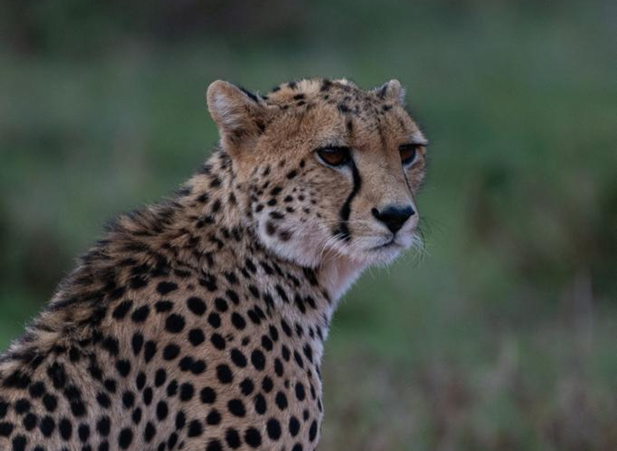 Safari Series_pc Jack Godwin_02.jpg