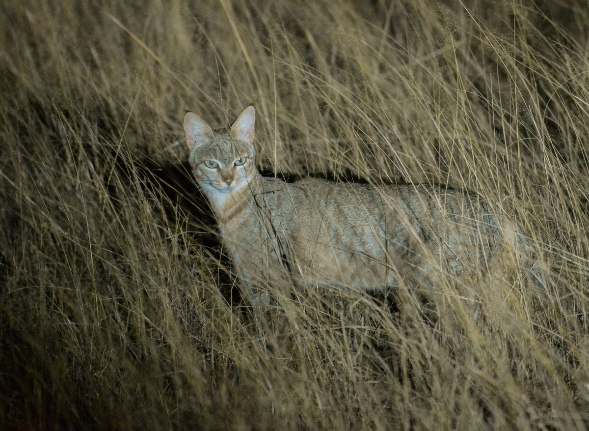 CampHwange_game_viewing_07