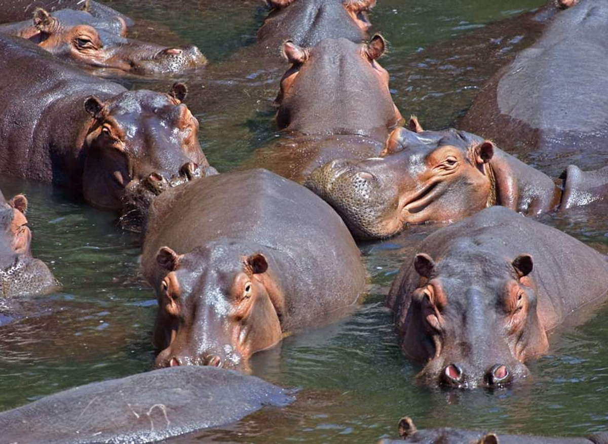 Hippos
