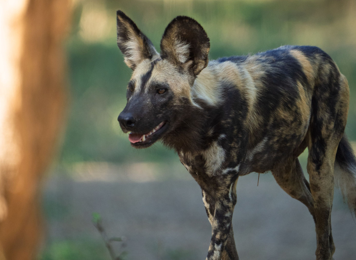 Wild dog - Zambia.jpg