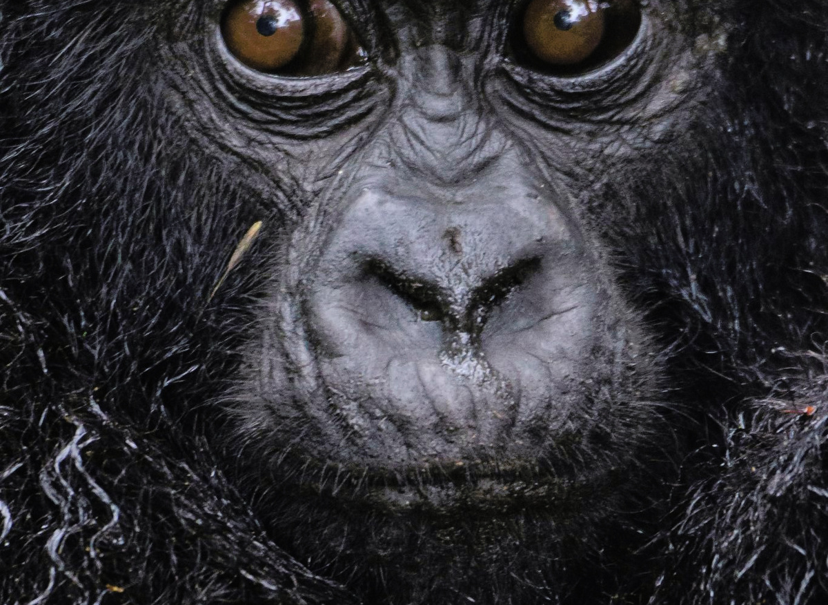 Mountain Gorilla – Bwindi Impenetrable Forest, Uganda