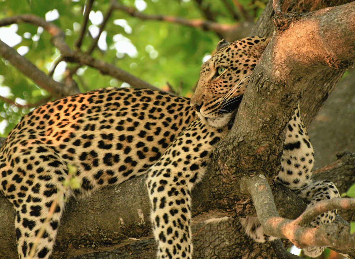 Leopard in Akagera National Park, Rwanda