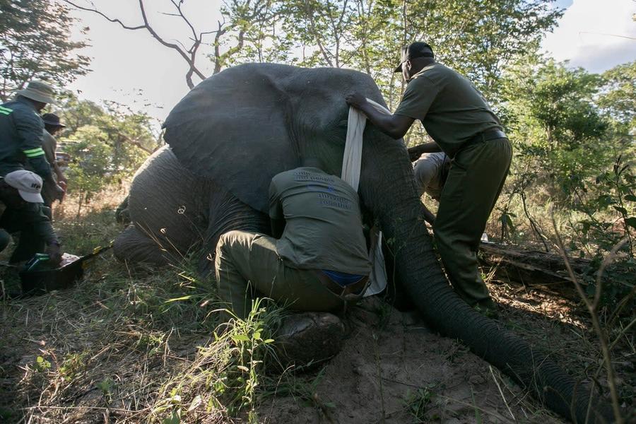 Elephant.jpeg