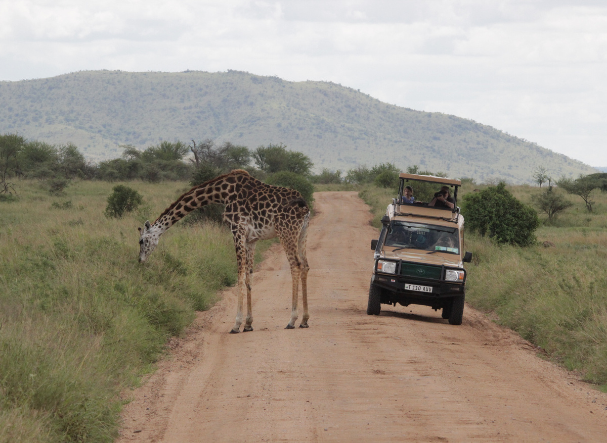 Spotted a Giraffe on a Game Drive
