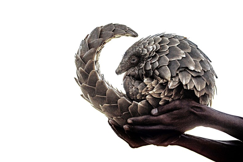 8801-pangolin.jpg