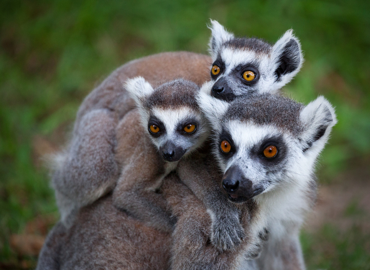 Lemurs