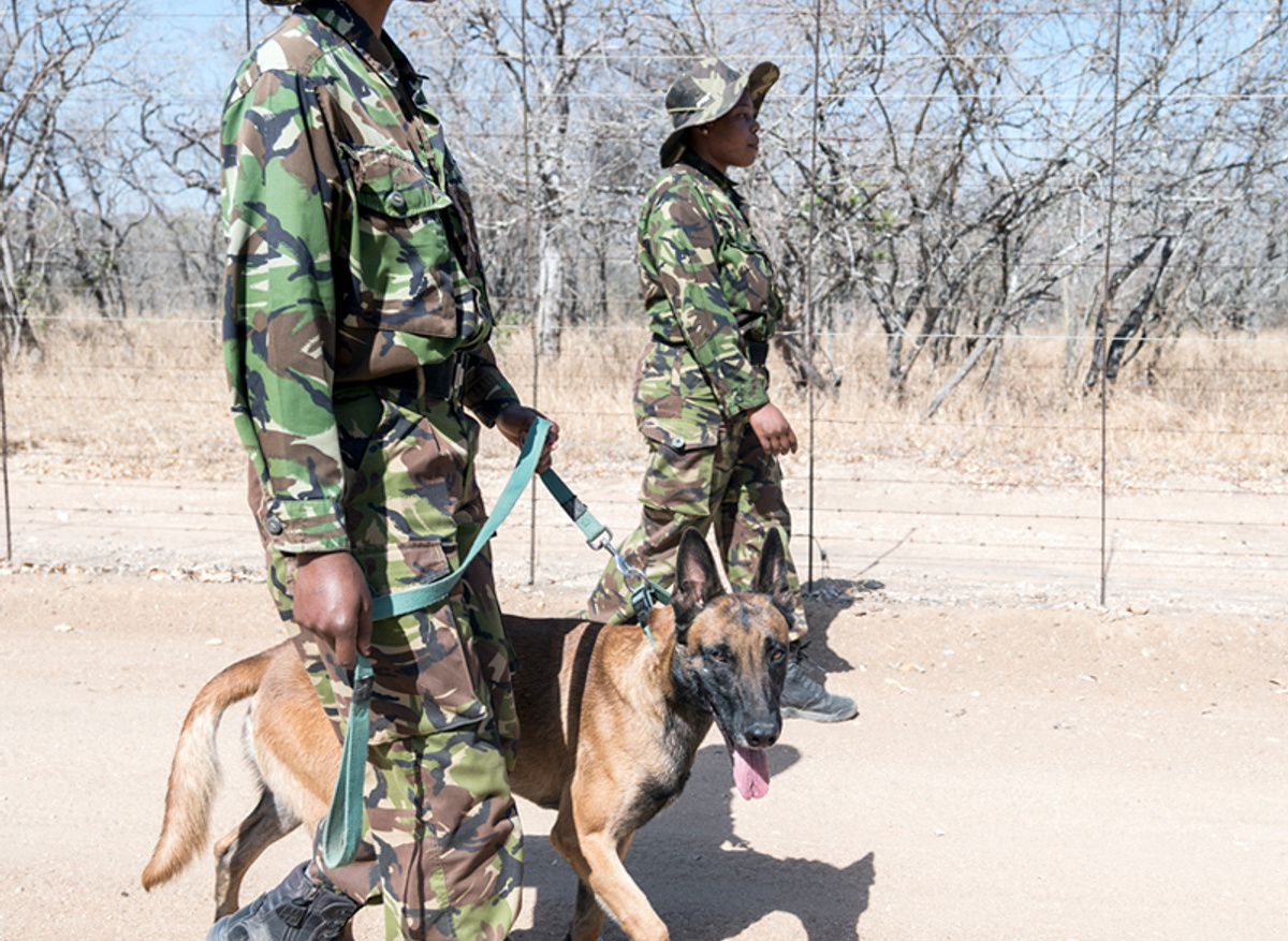 How Many Elephants Partners: Black Mambas Rangers, South Africa