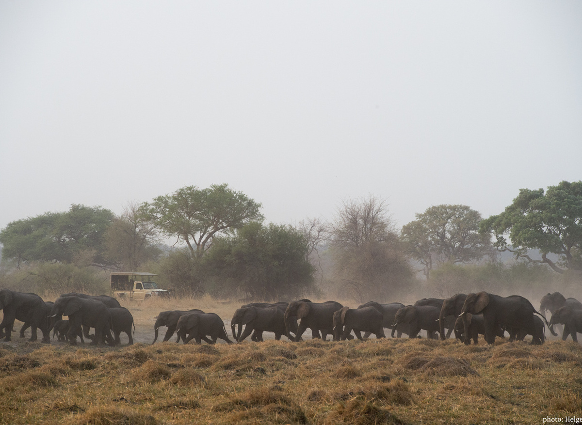 Game Drive - Elephant Herd