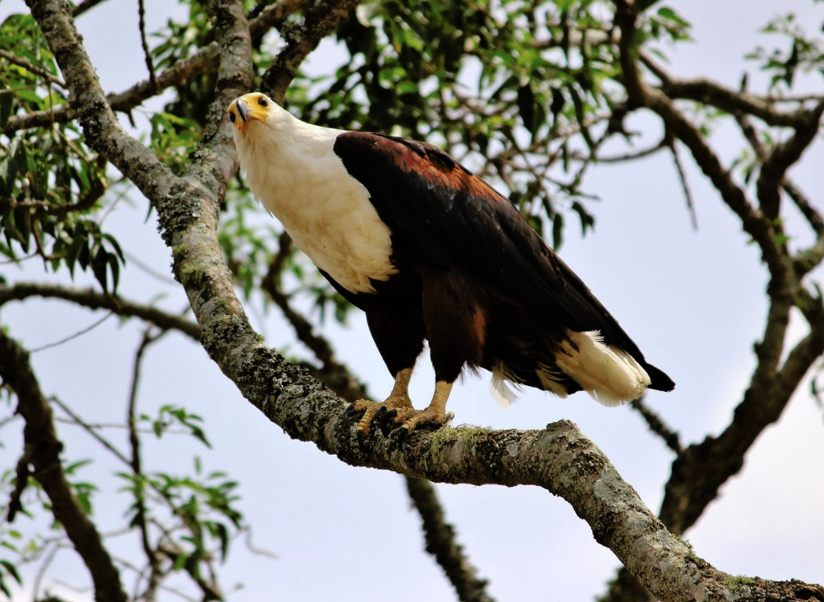 African Fish Eagle in Akagera National Park.jpg