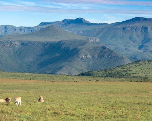 samara-mara-lions-mountain-landscape-vehicle-marnus-ochse+copy.jpg