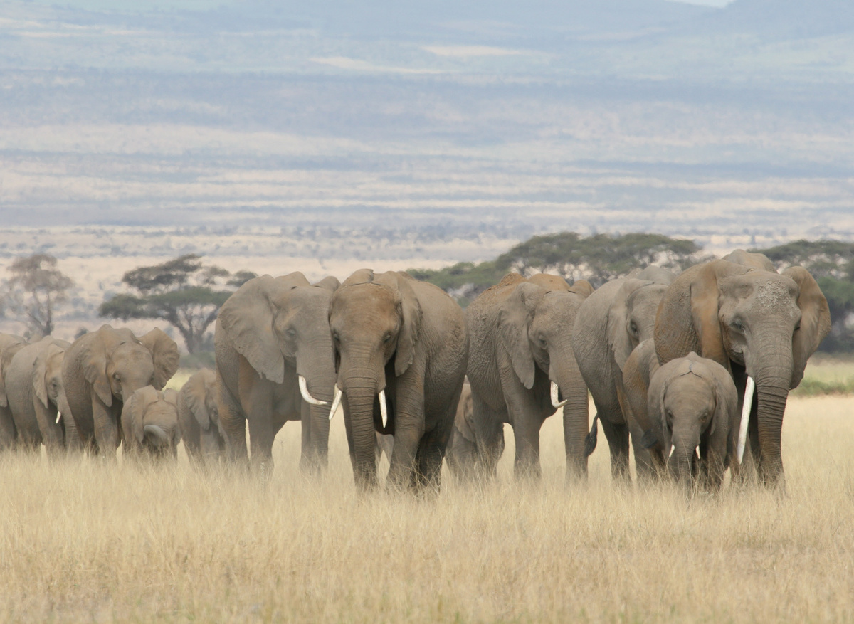 Elephants in Amboseli