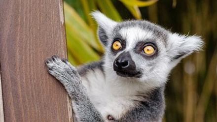 lemur-1045220_1920.jpg