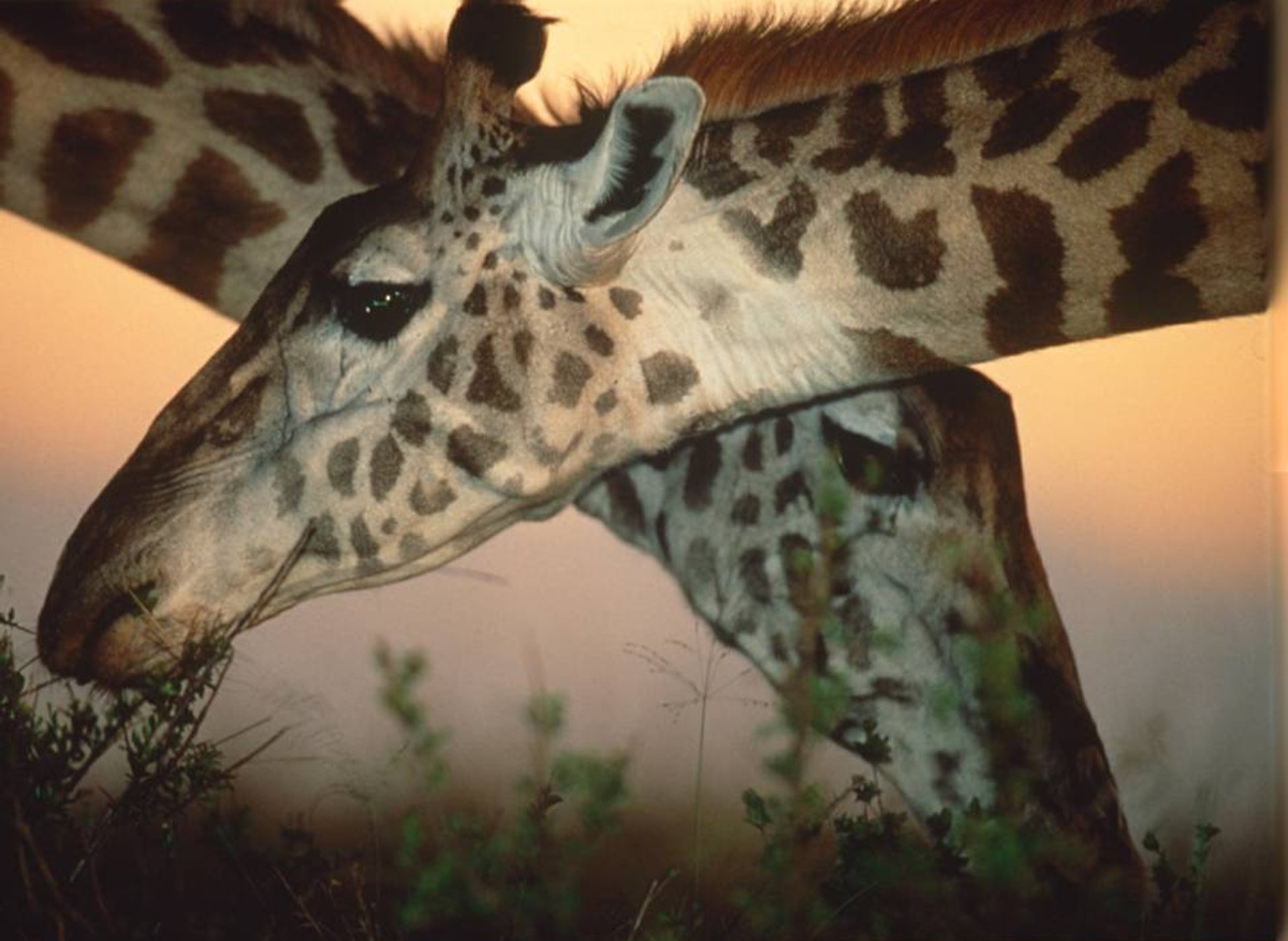 Giraffe