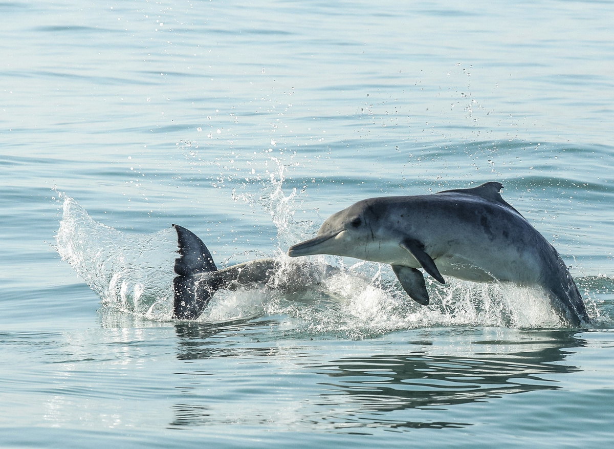 Endangered Humpback Dolphins