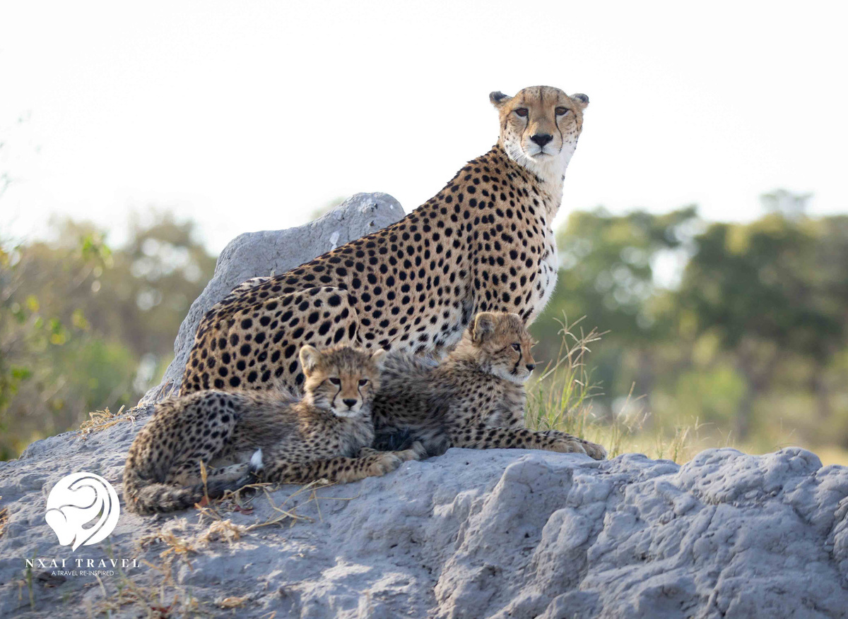 Cheetah Family