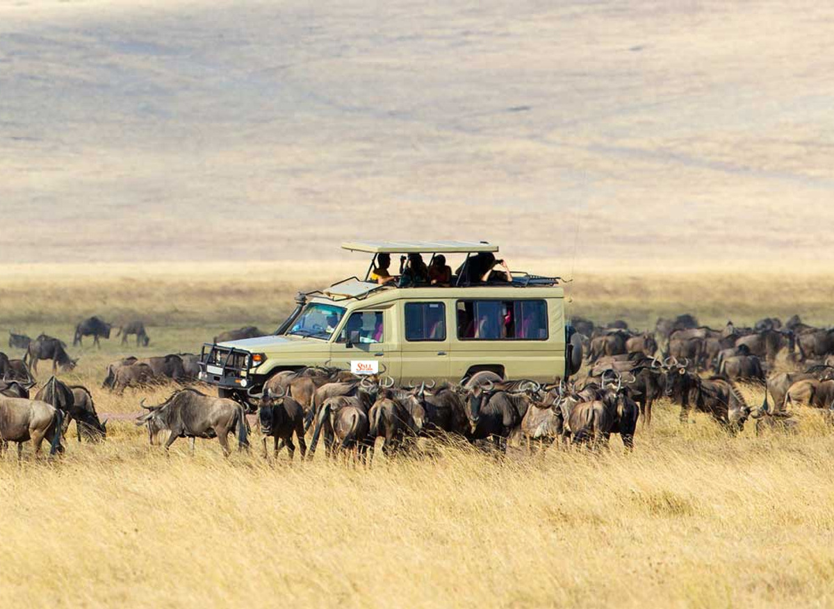 Wildebeests at Serengeti