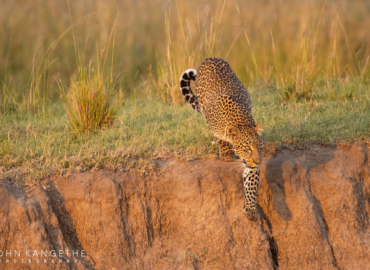 discoverafricawildlife_1711911795799.jpeg