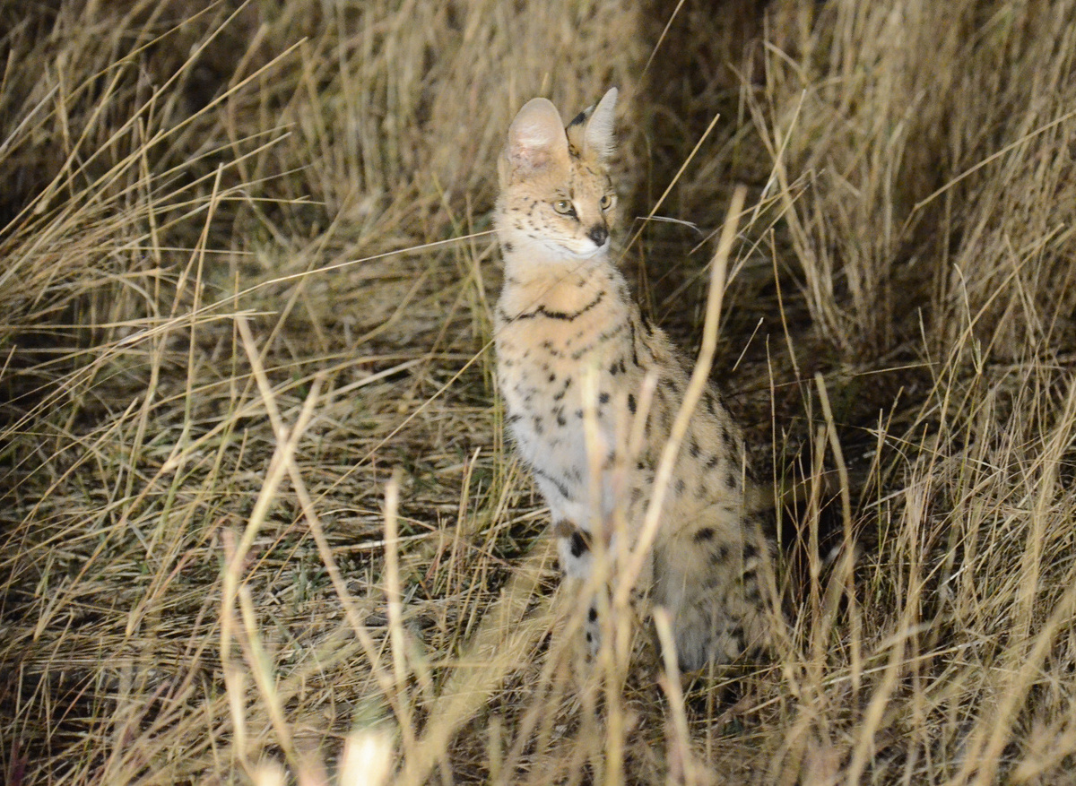 CampHwange_game_viewing_08