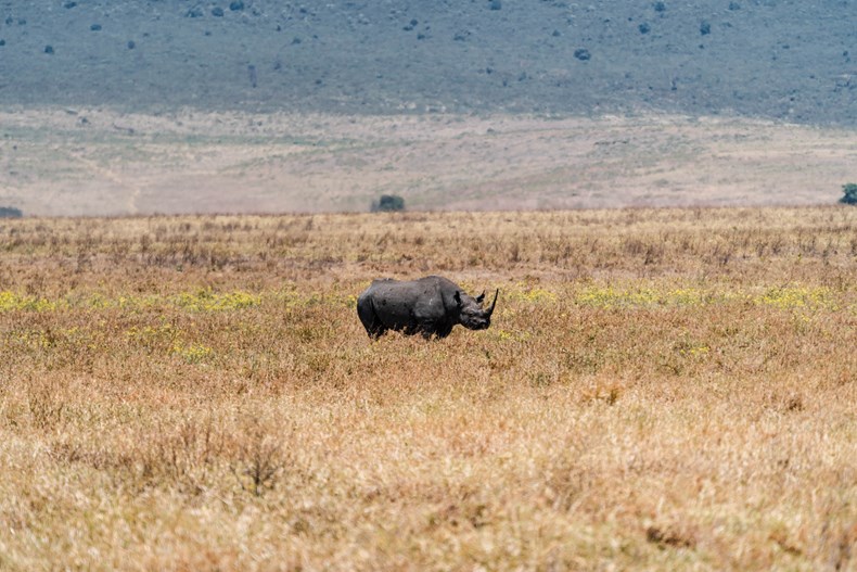 8DFD-black-rhino-in-serengeti.jpg