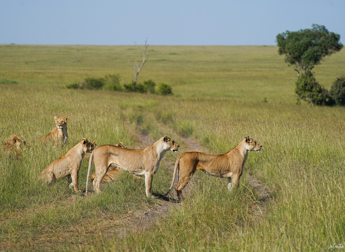 Lions in Mara North Conservancy