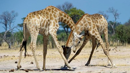 Giraffe Conservation 1.jpg