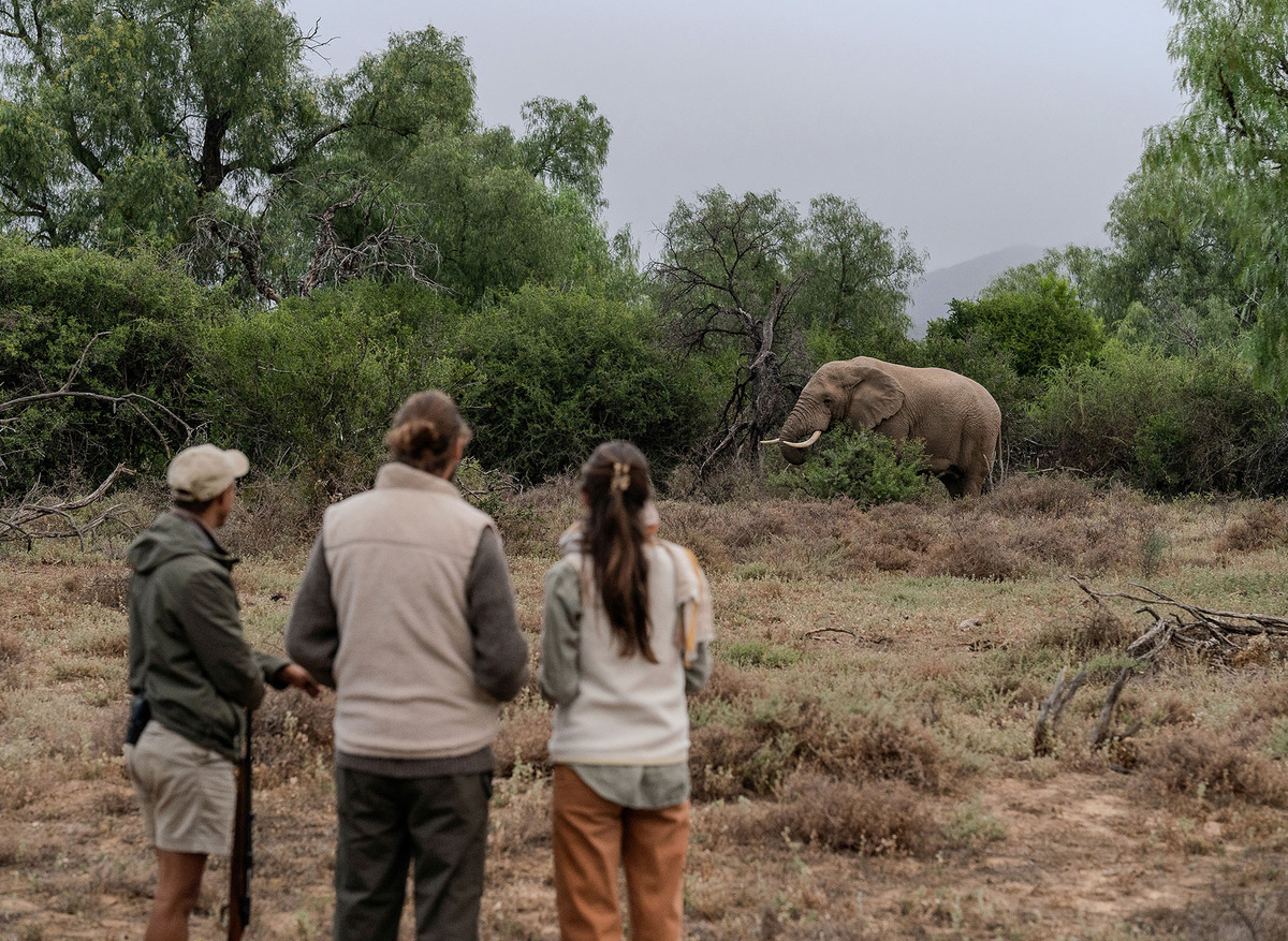 Elephant tracking on foot at Samara