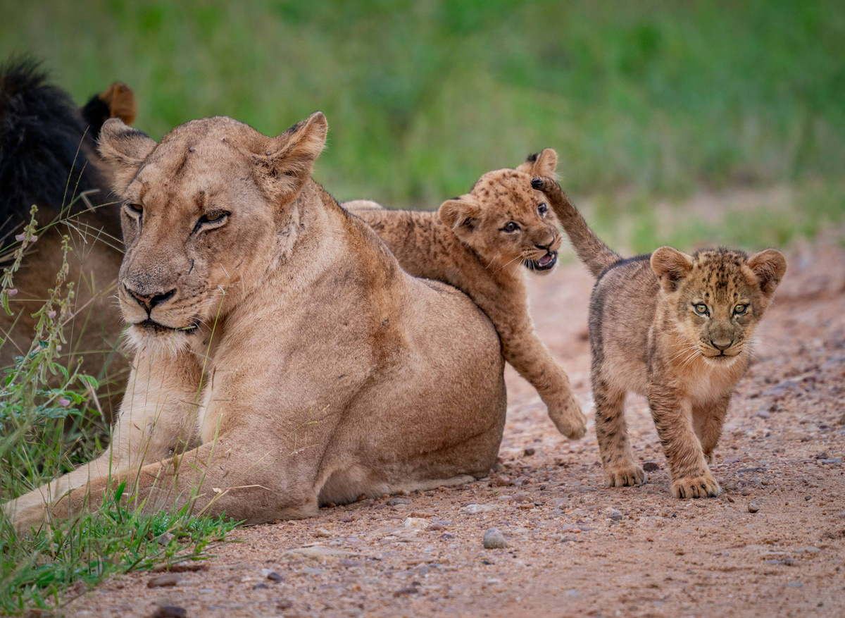 Time + Tide South Luangwa - Wildlife