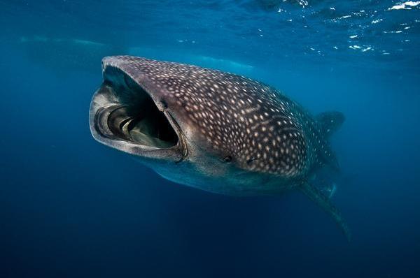 mozambique-whale-shark-eeding-on-plankton.jpg