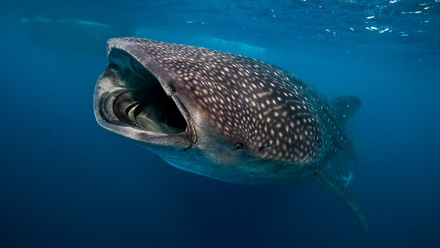 mozambique-whale-shark-eeding-on-plankton.jpg