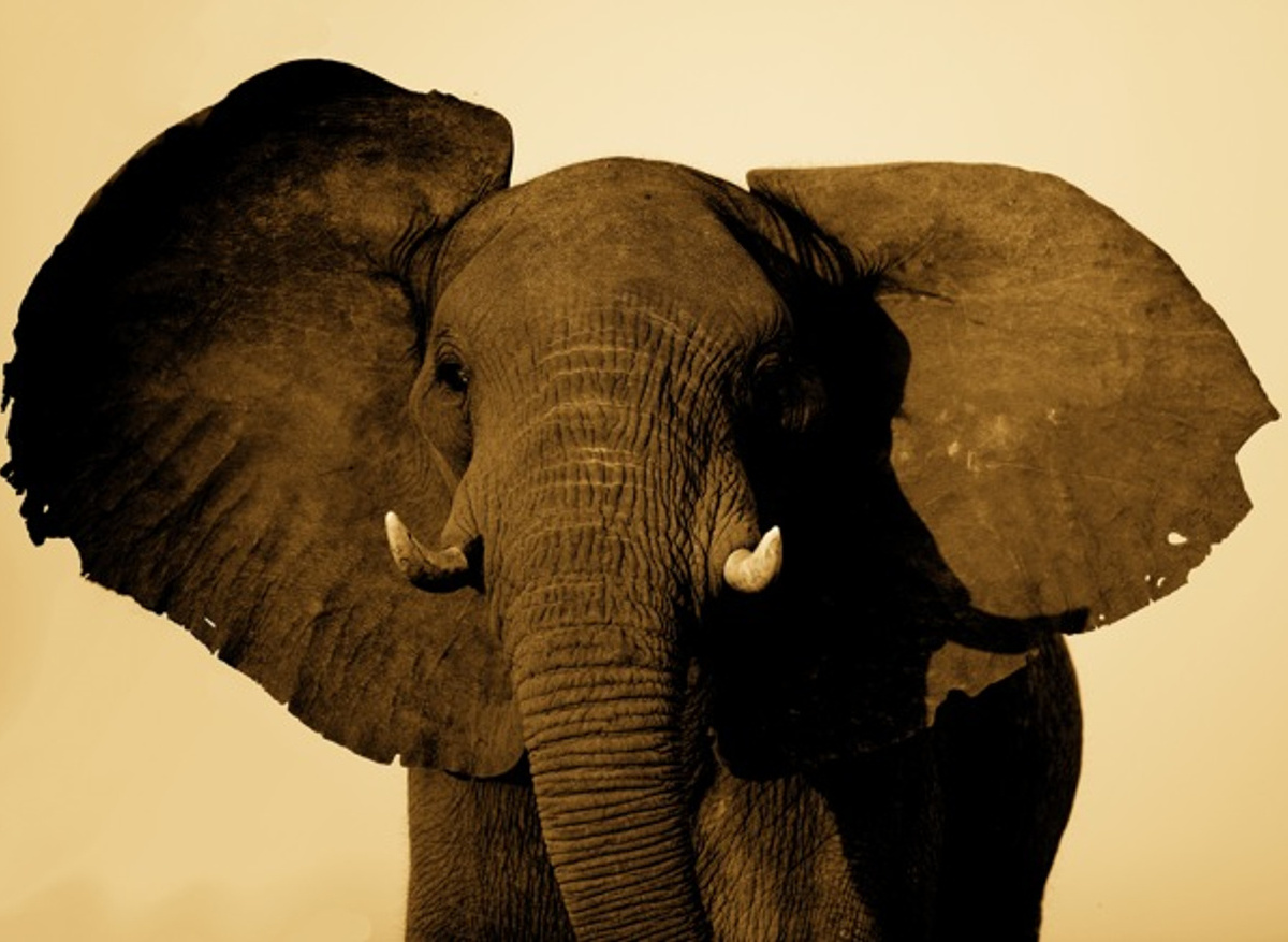 Elephant