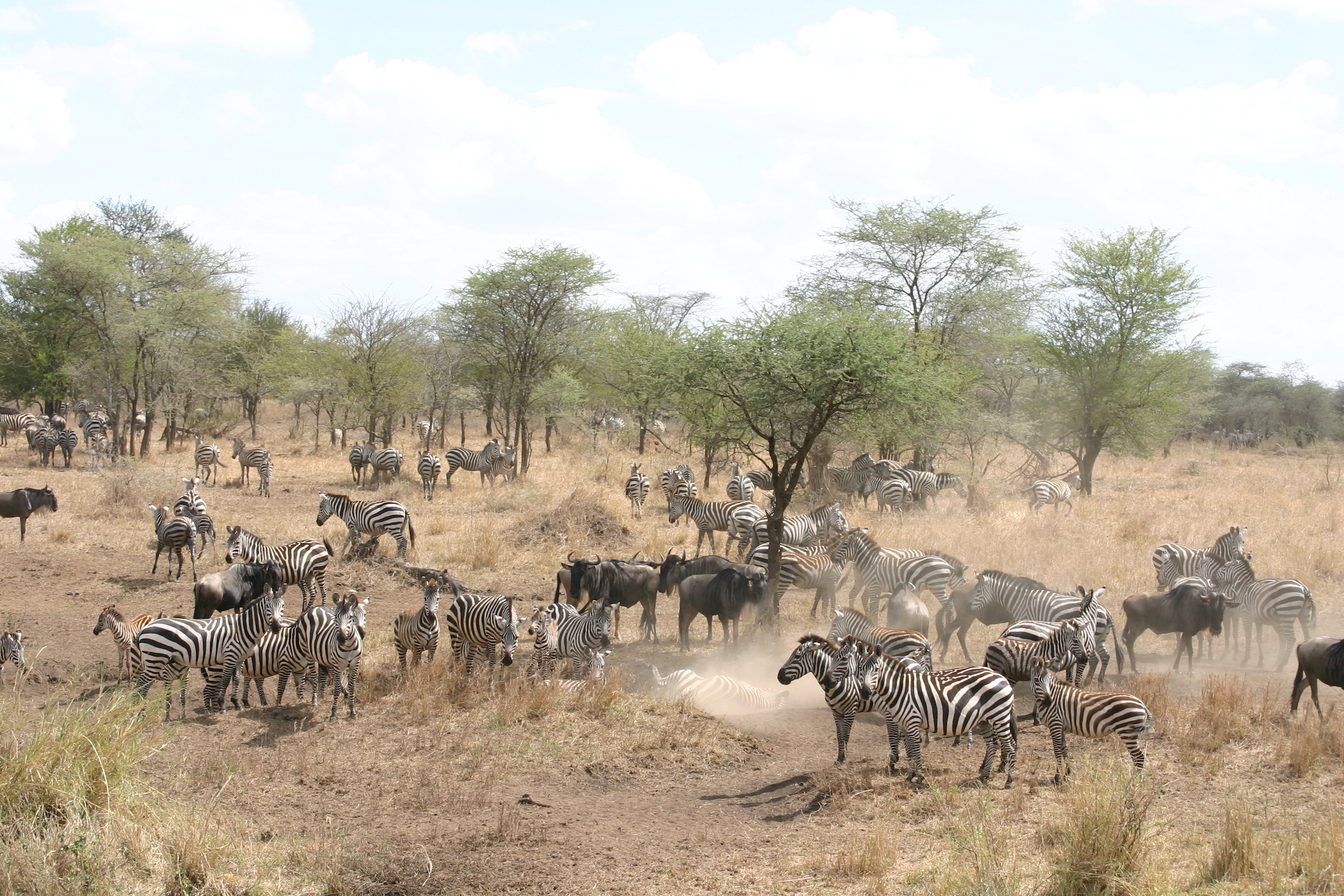 Serengeti National Park.jpeg 3