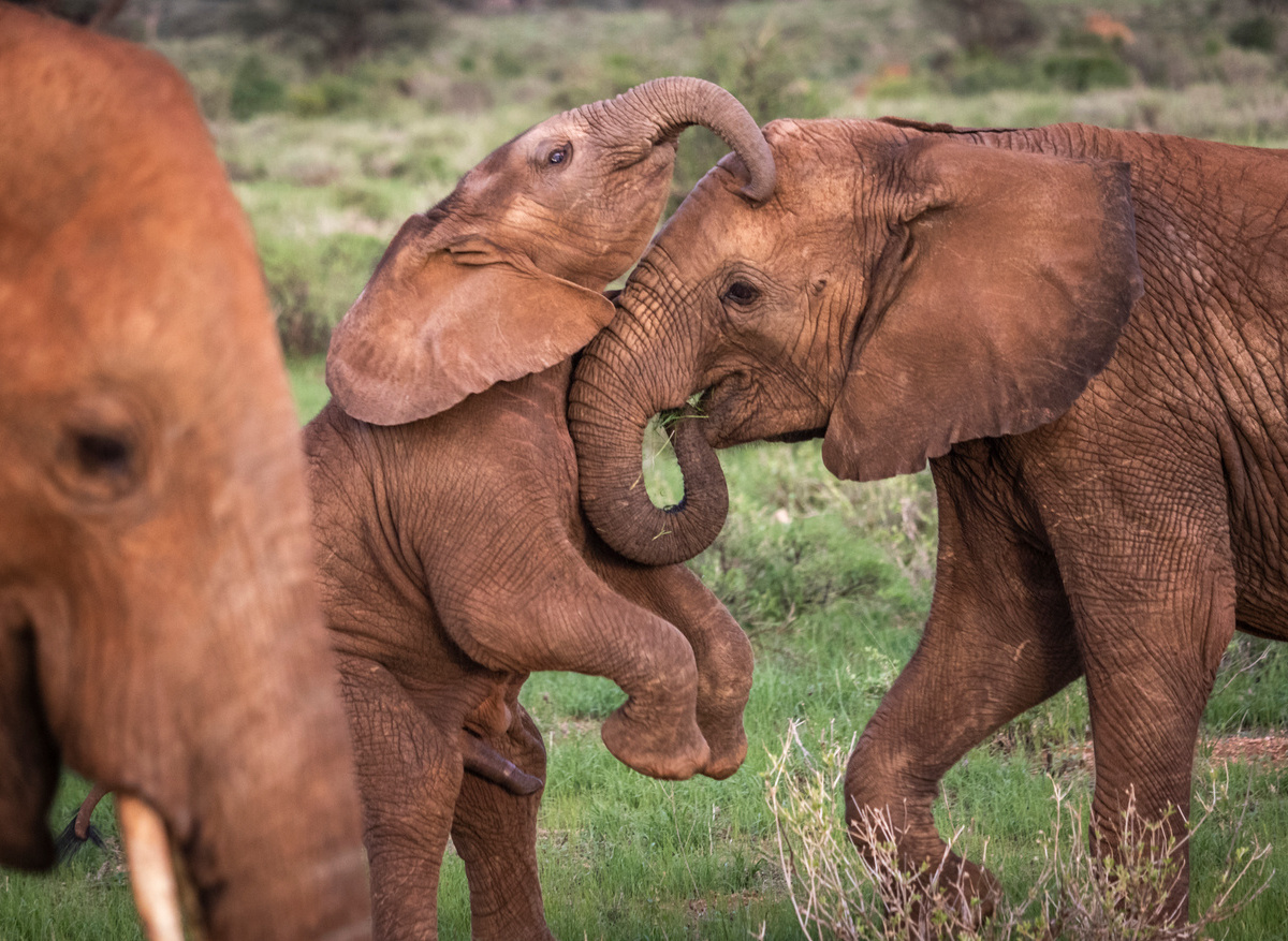 ELEPHANT WATCHING
