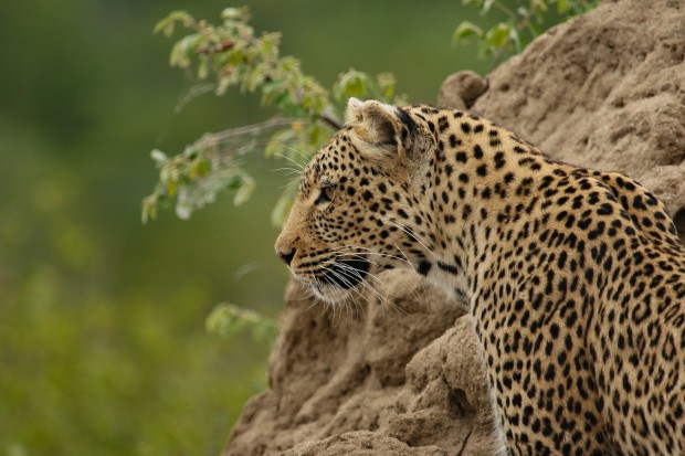 african-travel-inc-elevates-sustainable-tourism-with-95-new-eco-conscious-experiences-in-africa.jpg